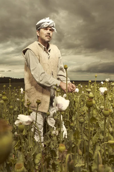 Illegal farmer harvesting of raw opium mass on poppy field — Stock Photo, Image