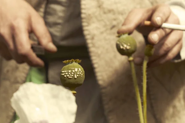 Detalhe das cabeças de papoila de corte para a colheita de massa bruta de ópio — Fotografia de Stock
