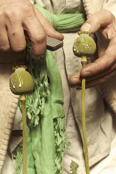 Détail de la coupe des têtes de pavot pour la récolte de masse d'opium brut — Photo