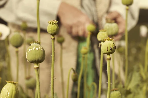 Detail of cutting poppy heads for harvesting of raw opium mass — Stock Photo, Image