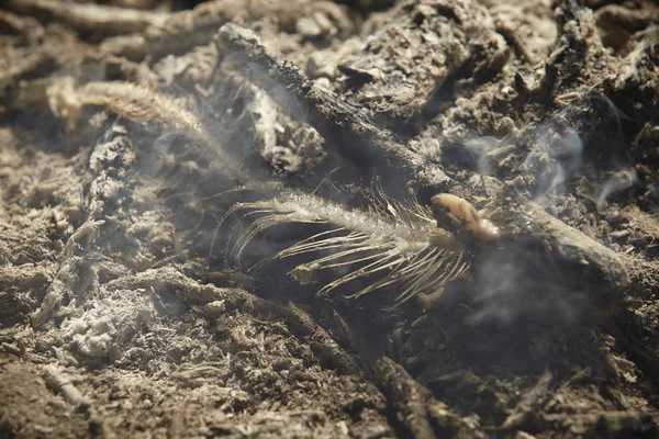 Рыбная кость из форели, запечённой на открытом огне в пустыне — стоковое фото