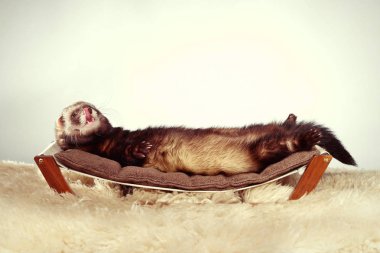 Studio küçük Divan erkek yaban gelinciği