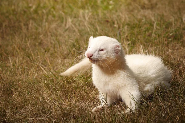 Albino młoda fretka mężczyzna w lato park — Zdjęcie stockowe