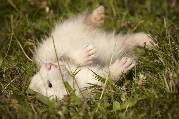 Six weeks old ferret baby playing in summer park grass — Stock Photo, Image
