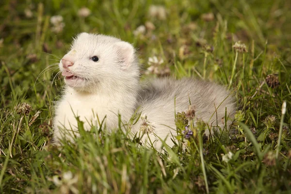 Six weeks old ferret baby playing in summer park grass — Stock Photo, Image