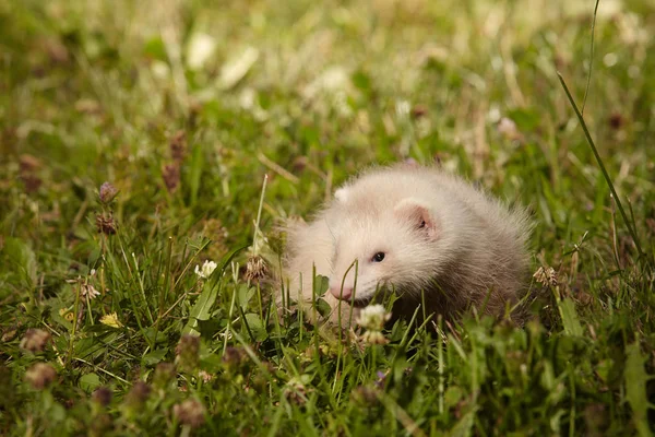 Six weeks old ferret baby playing in summer park — Stock Photo, Image