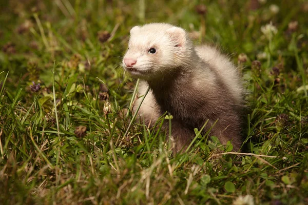 Six weeks old ferret baby playing in summer park — Stock Photo, Image