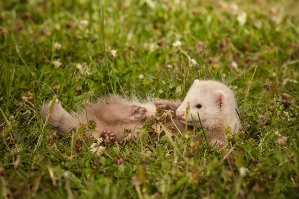 Six weeks old ferret baby playing in summer park — Stock Photo, Image