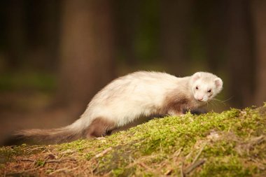 Nice champagne ferret posing on moss deep in forest for portrait clipart