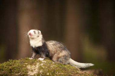 Güzel diğer desen ferret moss derin orman portre için poz