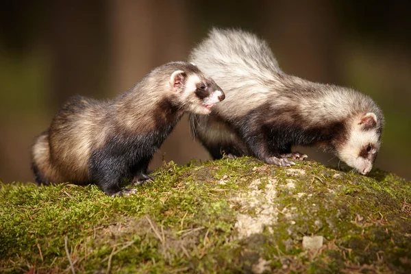 Bom casal furão posando no musgo profundo na floresta para retrato — Fotografia de Stock