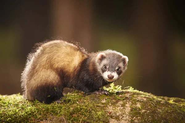 Musang Nice sable berpose di lumut jauh di hutan untuk potret — Stok Foto