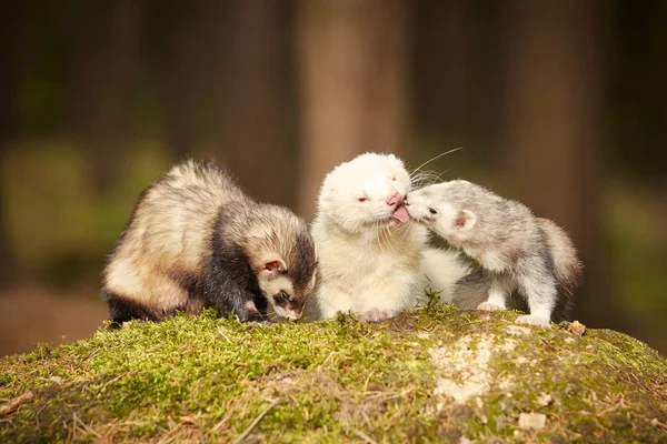 Joli groupe de furets posant sur la mousse au fond de la forêt pour portrait — Photo