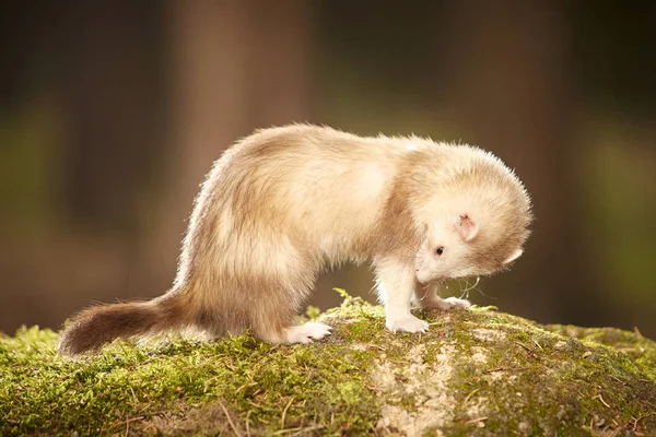 Nice champagne ferret posing on moss deep in forest for portrait — Stock Photo, Image