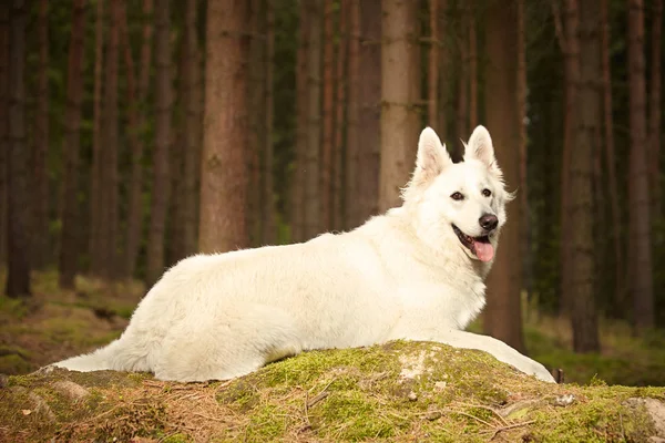 Swiss white shepherd female in forest — Stock Photo, Image