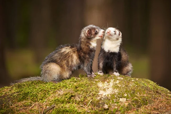 Nice ferret couple posing on moss deep in forest for portrait — Stock Photo, Image