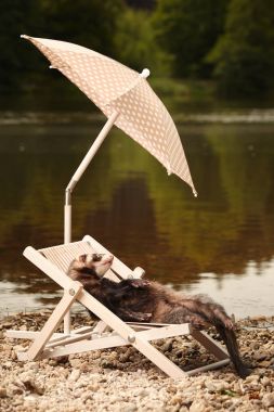 Summer relaxation of sable ferret on beach chair near lake shore clipart