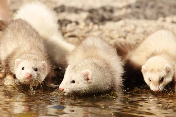 Groupe de bébés furets près du bord du lac sur la plage de pierre — Photo