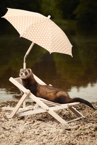 Summer relaxation of sable ferret on beach chair near lake shore — Stock Photo, Image