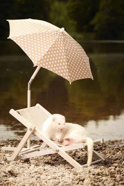 Relajación de verano de hurón albino en silla de playa cerca de la orilla del lago —  Fotos de Stock