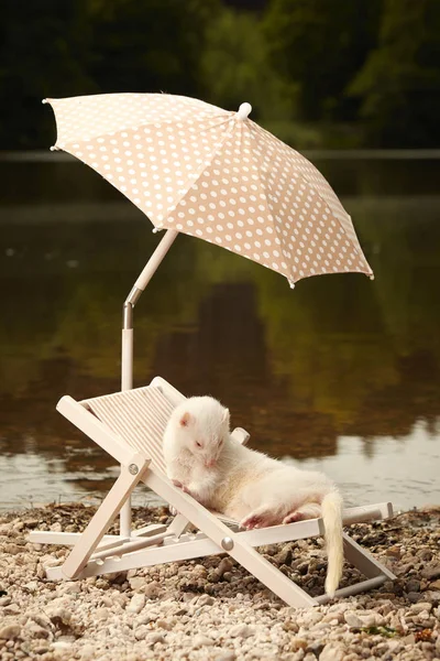 Relax estivo del furetto albino sulla sdraio vicino al lago — Foto Stock