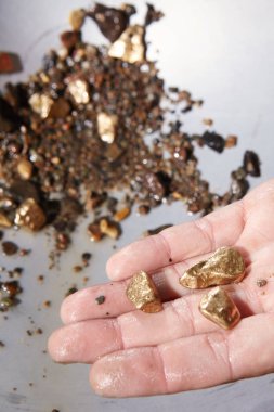 Golden nuggets found in creek sand by panning clipart