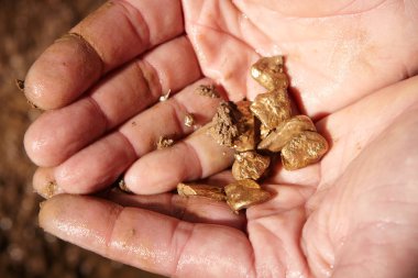 Golden nuggets found in creek sand by panning held in hand clipart