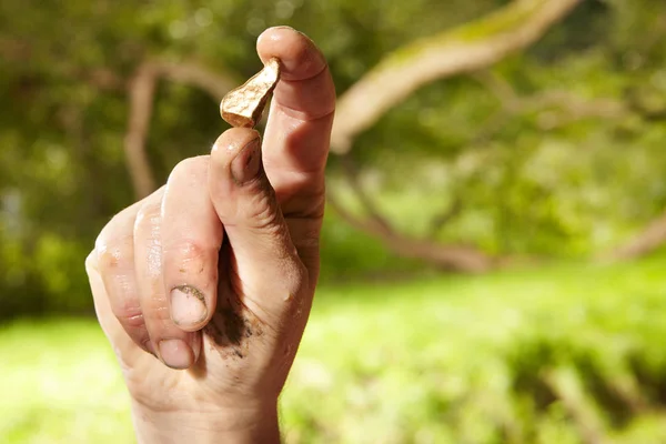 Nugget dourado encontrado na areia do riacho por panning — Fotografia de Stock