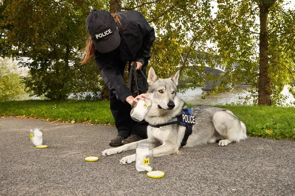 警犬在公园位置处理气味痕迹 — 图库照片