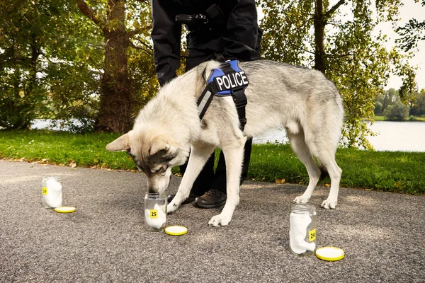 警犬在公园位置处理气味痕迹 — 图库照片