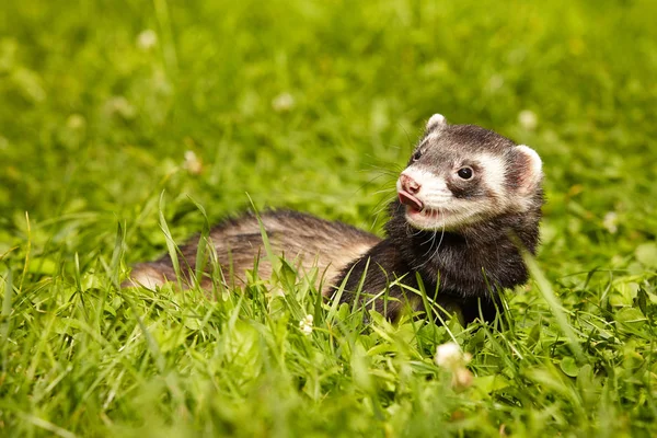 Fluffy ferret relaxing in summer park in grass — Stock Photo, Image
