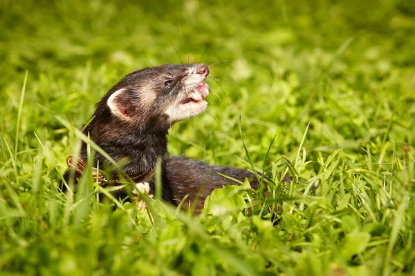 Furet moelleux relaxant dans le parc d'été dans l'herbe — Photo