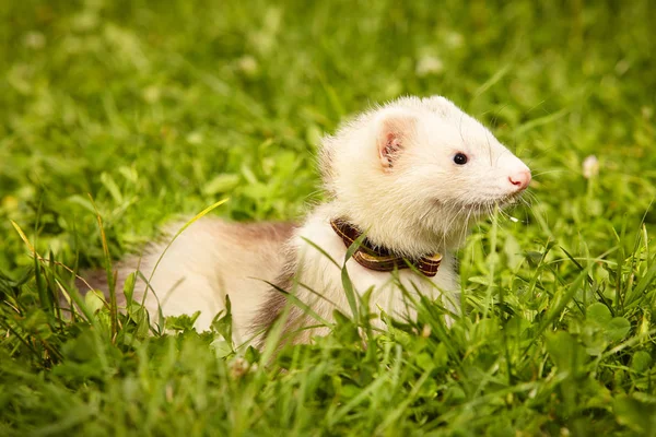 Fluffy ferret relaxing in summer park in grass — Stock Photo, Image