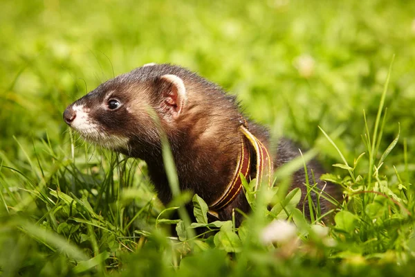 Fluffy ferret relaxing in summer park in grass — Stock Photo, Image