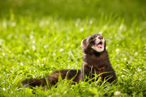 Pluizig ferret ontspannen in zomer park in gras — Stockfoto