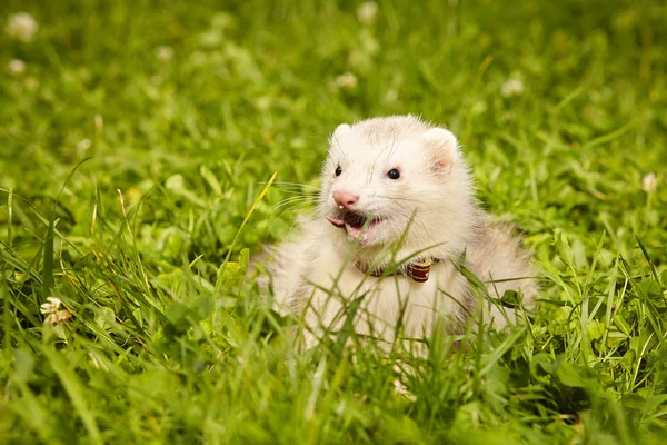 Fluffy Ferret relaxing in summer park in grass — Stock Photo, Image