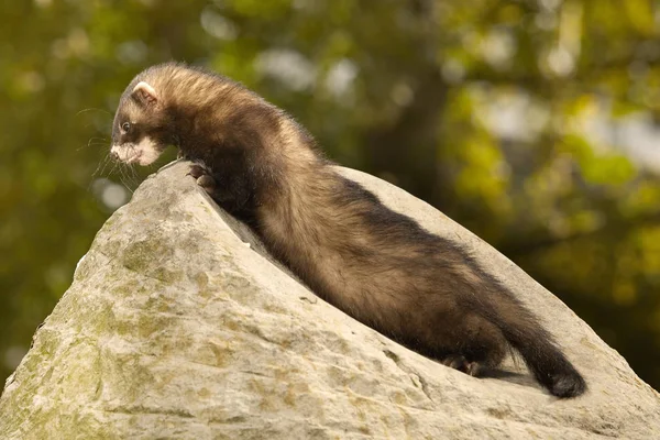 Nice ferret on sand stone in summer park — Stock Photo, Image