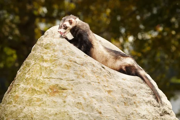 Nice ferret on sand stone in summer park — Stock Photo, Image
