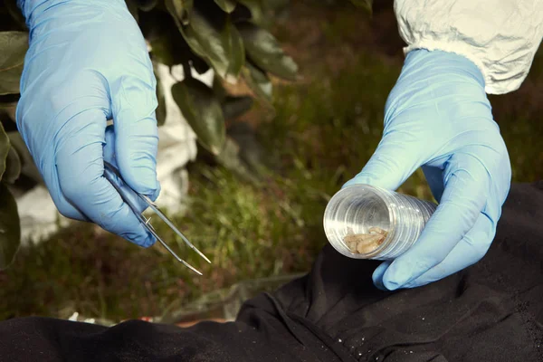 Técnico entomólogo recoger larva de mosca desarrollado alrededor del cuerpo de la víctima — Foto de Stock