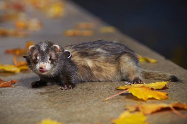 Çit sonbahar Park poz siyah sable yaban gelinciği