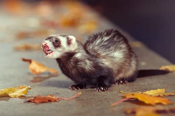 Furetto di colore standard rilassante su recinzione in pietra nel parco autunnale — Foto Stock