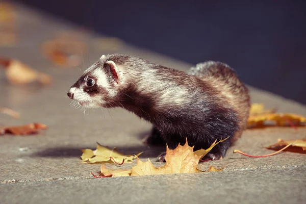 Furão de cor padrão posando na cerca no parque de outono — Fotografia de Stock