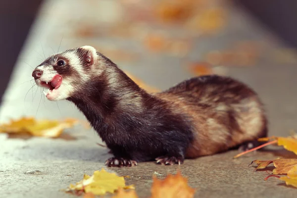 Standared color ferret posing on walk in autumn park — Stock Photo, Image