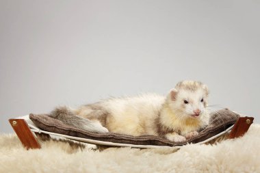 Oldukça hafif gelincik portre Studio