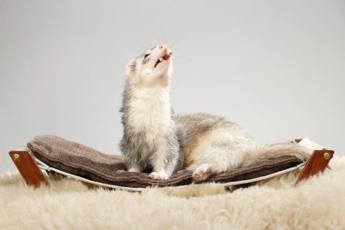 Gümüş gelincik portre Studio