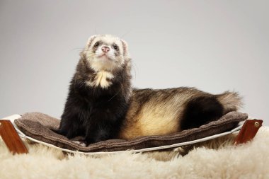 Güzel gelincik erkek portre Studio