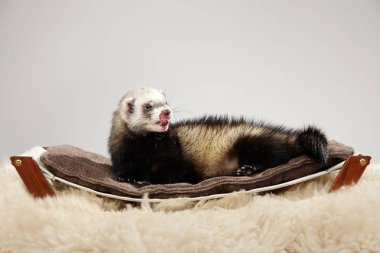 Güzel gelincik portre Studio