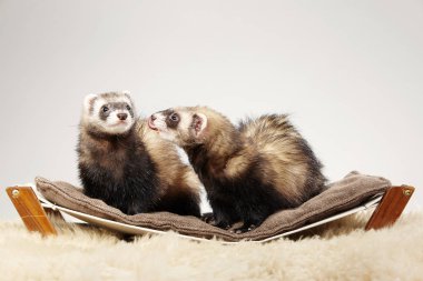 İki yaban gelinciği portre Studio Divan