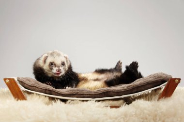 Pet ve arkadaşı - gelincik portre Studio yatakta