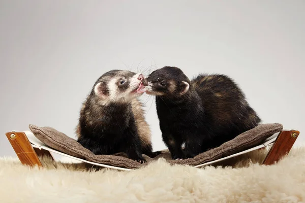 Ferret Amigos Retrato Estúdio — Fotografia de Stock